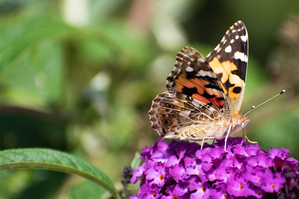 painted lady butterfly perched on purple petaled flower