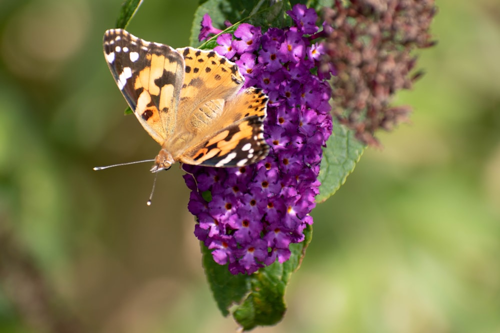 brown and black butterfly