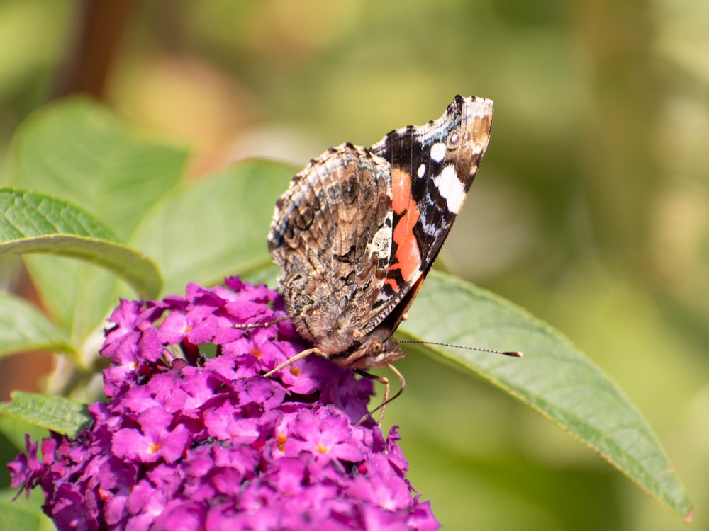 painted lady butterfly perched on purple petaled flower during daytime