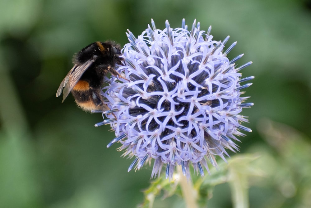 bumble bee perched on purple petaled flower selective focus photography