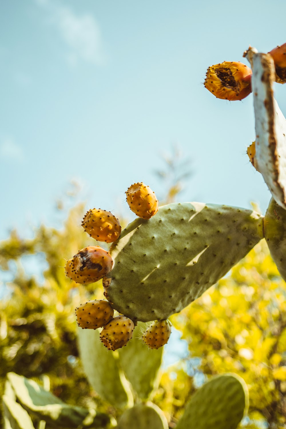 green cactus flowers during daytime