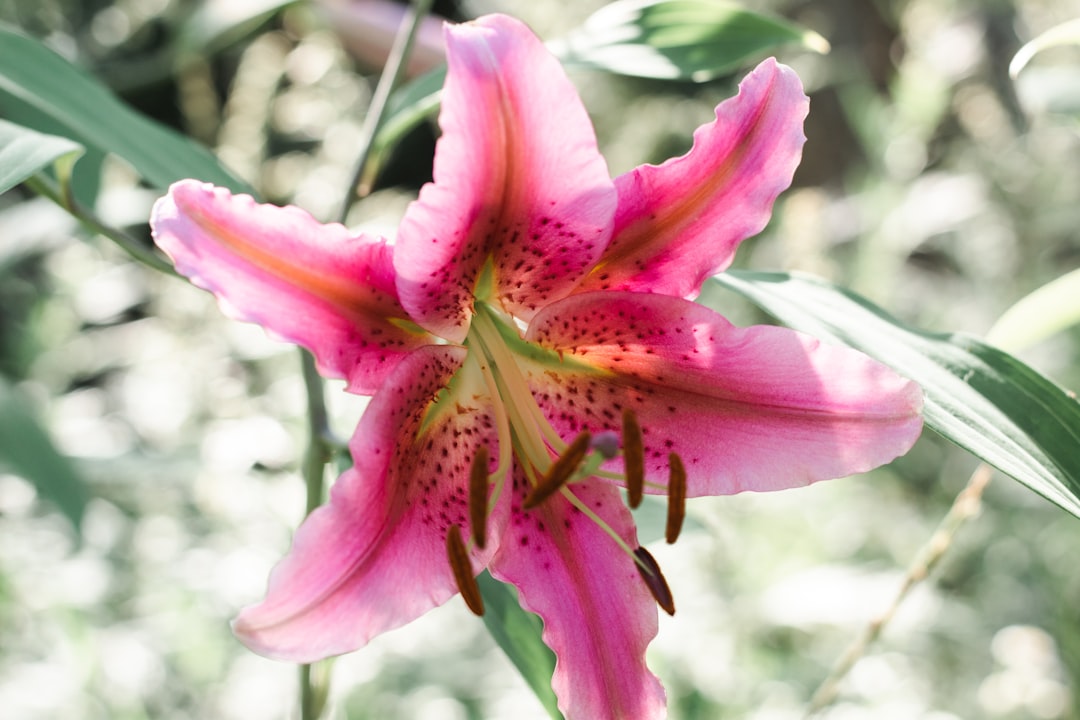 pink petaled flower bloom during daytime