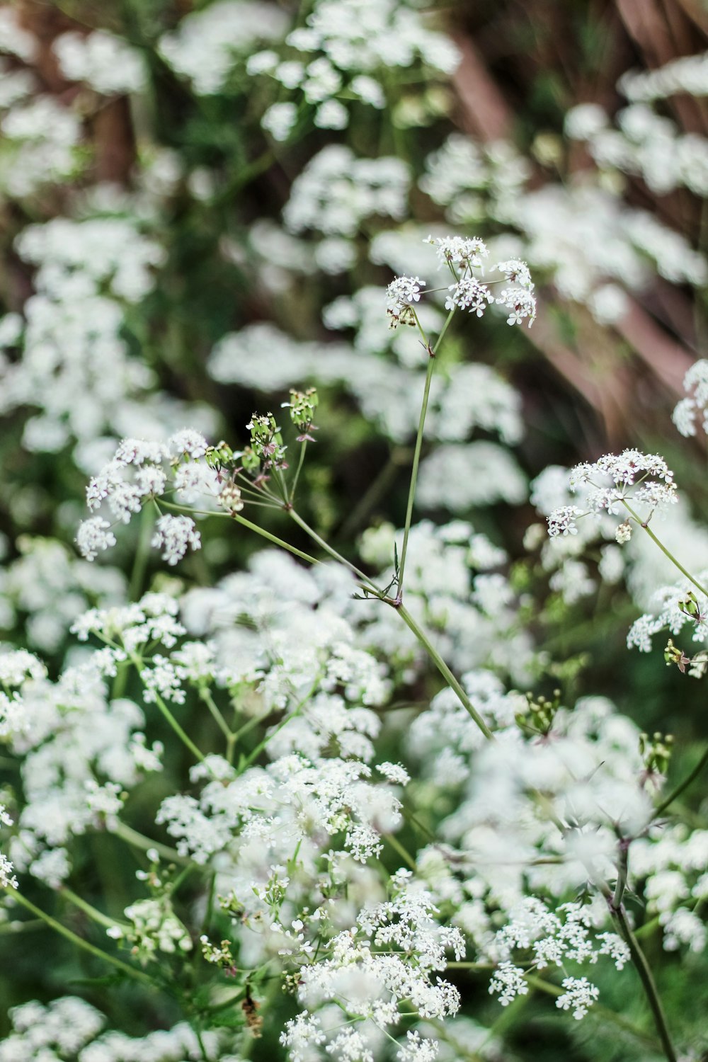 white petaled flower