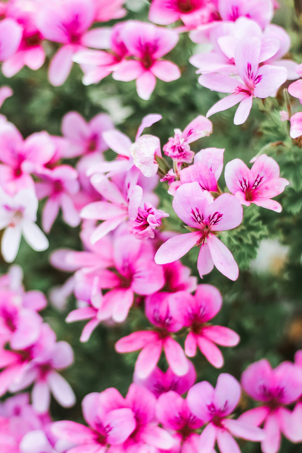 pink flowers in bloom