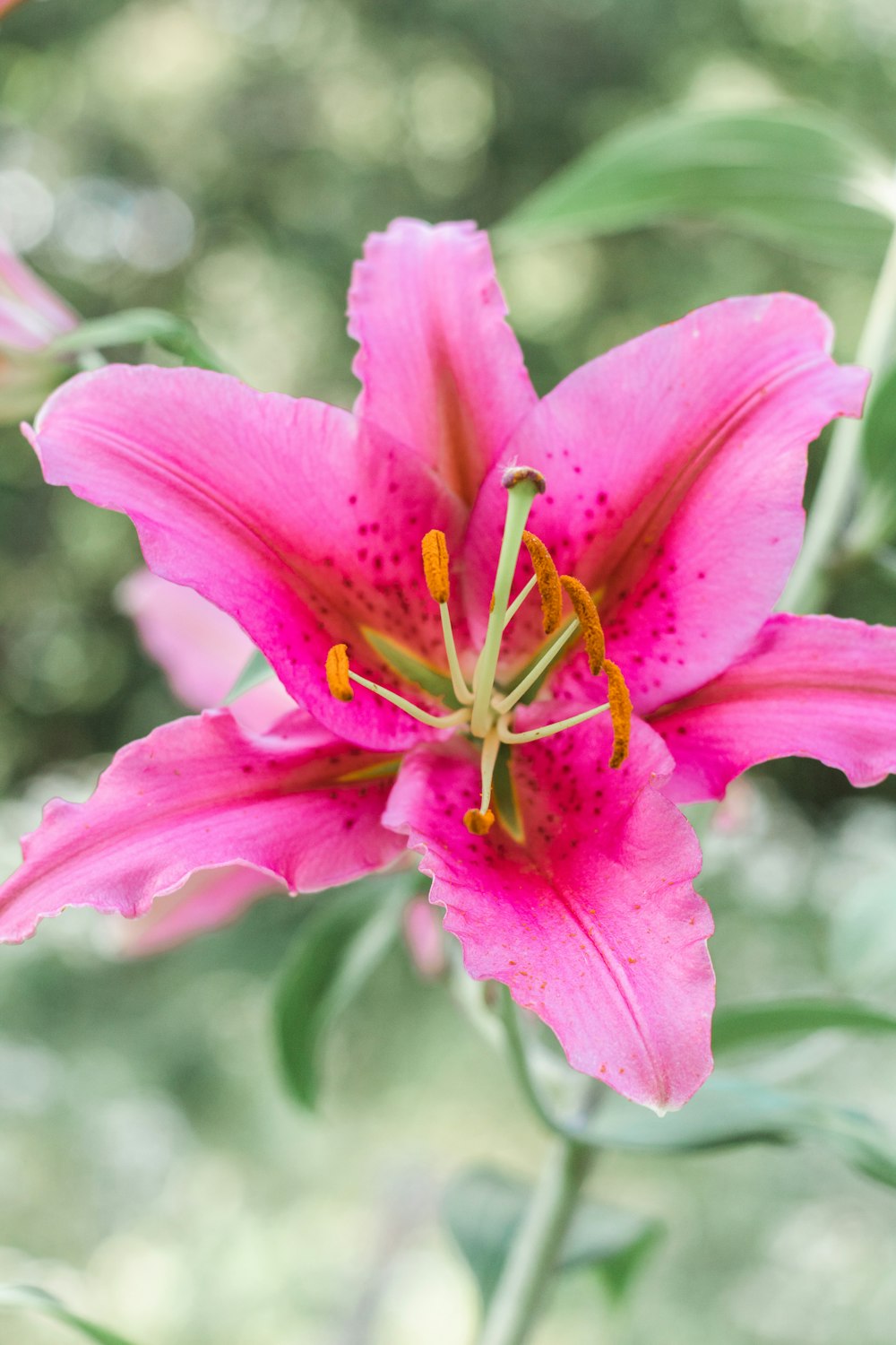 pink-petaled flower