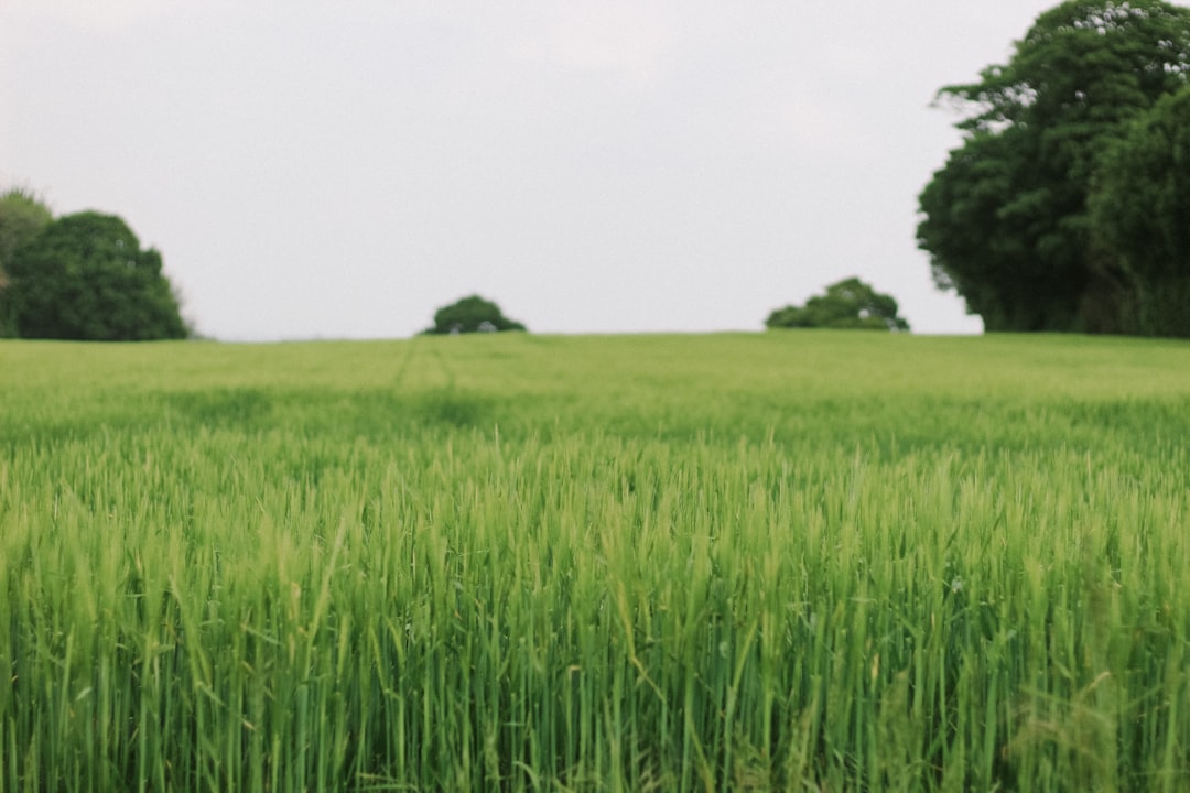 green grass field under cloudy sky