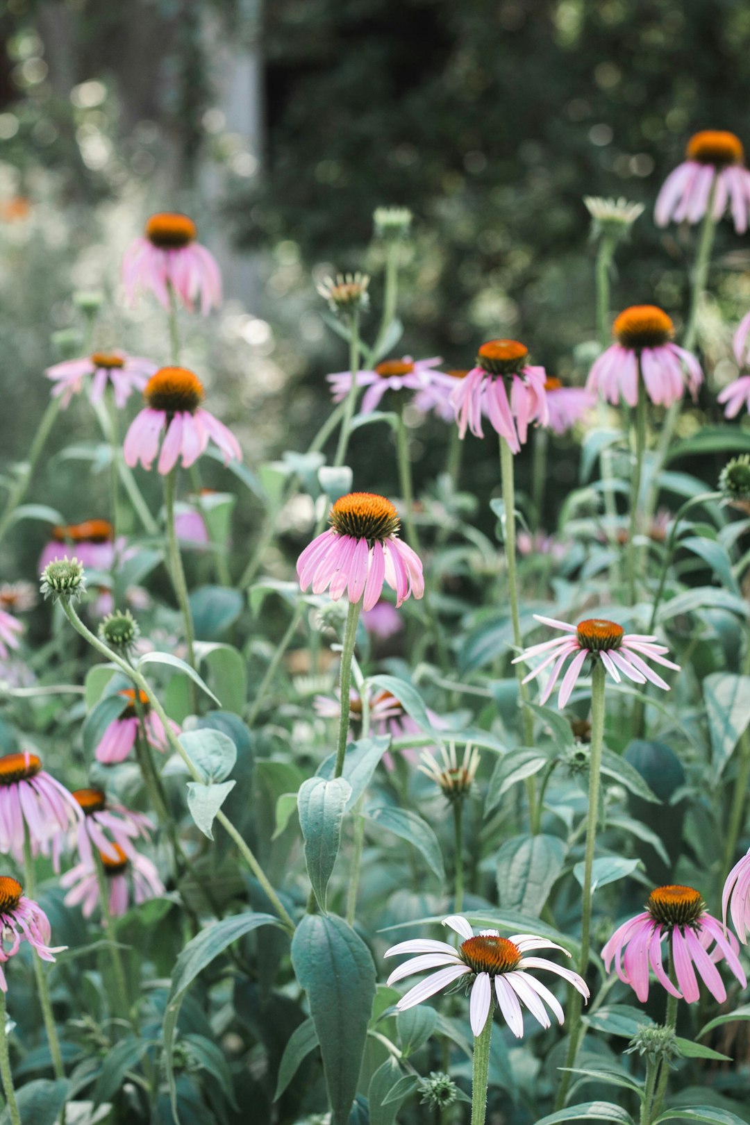 pink daisy