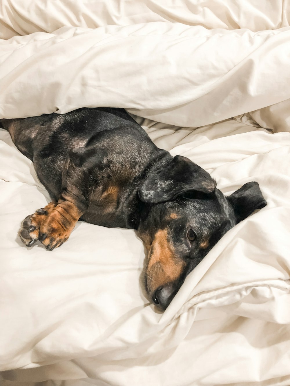 perro salchicha negro acostado en la cama