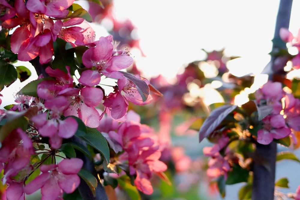 pink petaled flowers