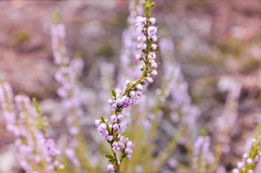 pink-petaled flower field