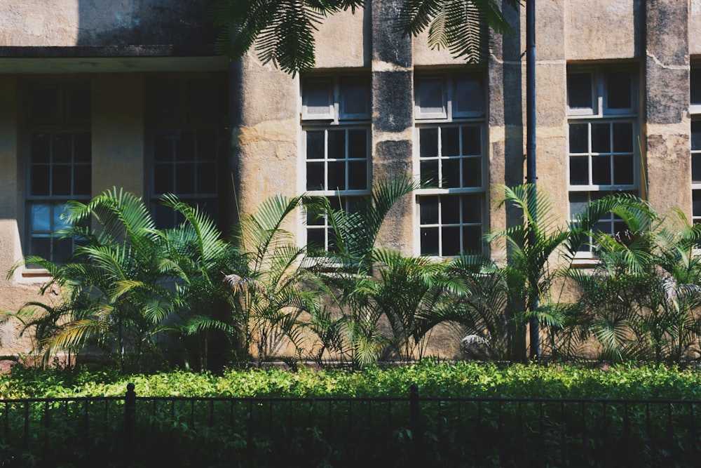 green palm plants outside building