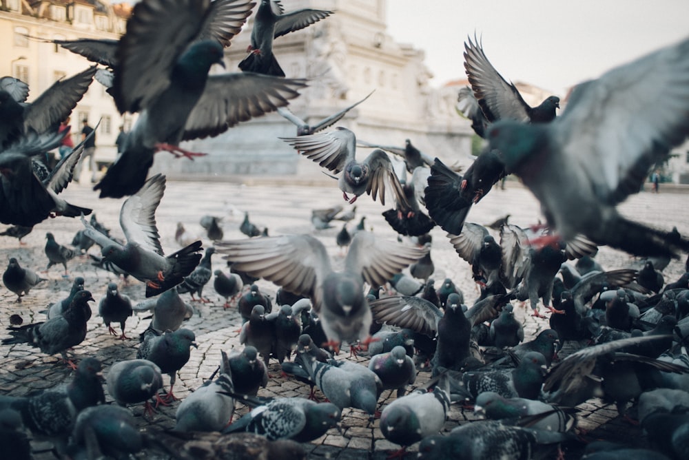 flocks of pigeons