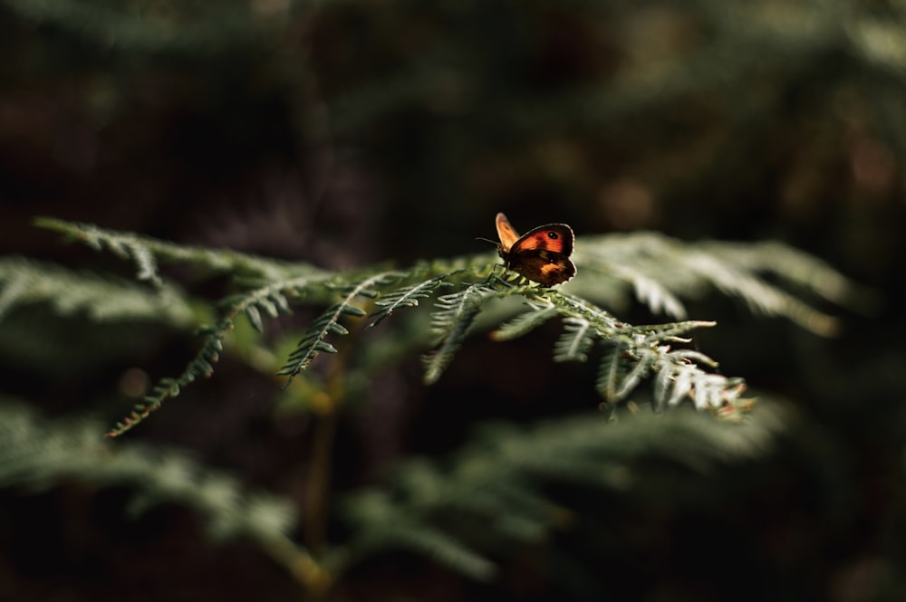 copper butterfly perching on fern