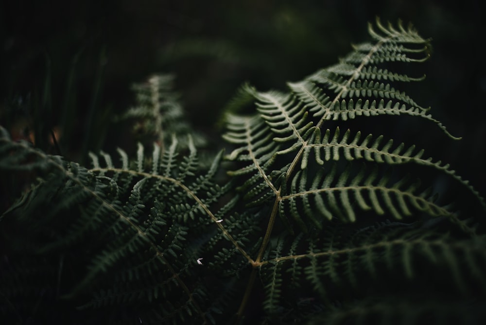 green fern plant close-up photography