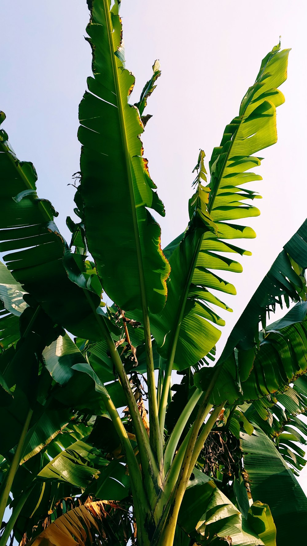 green banana tree