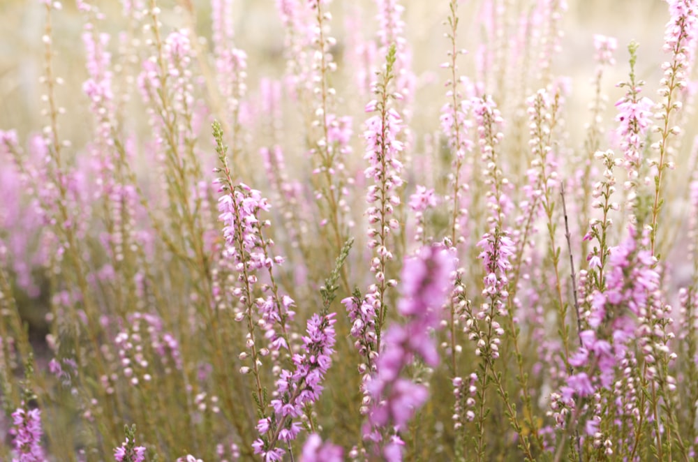 Fotografia a fuoco selettiva di fiori dai petali rosa durante il giorno