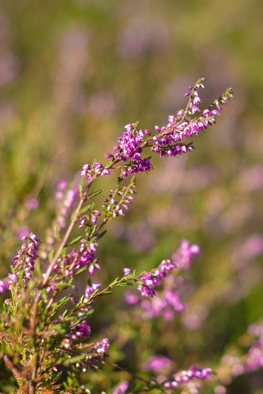 purple flower bloom during daytime