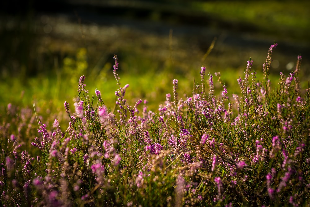 foto ravvicinata di fiori viola