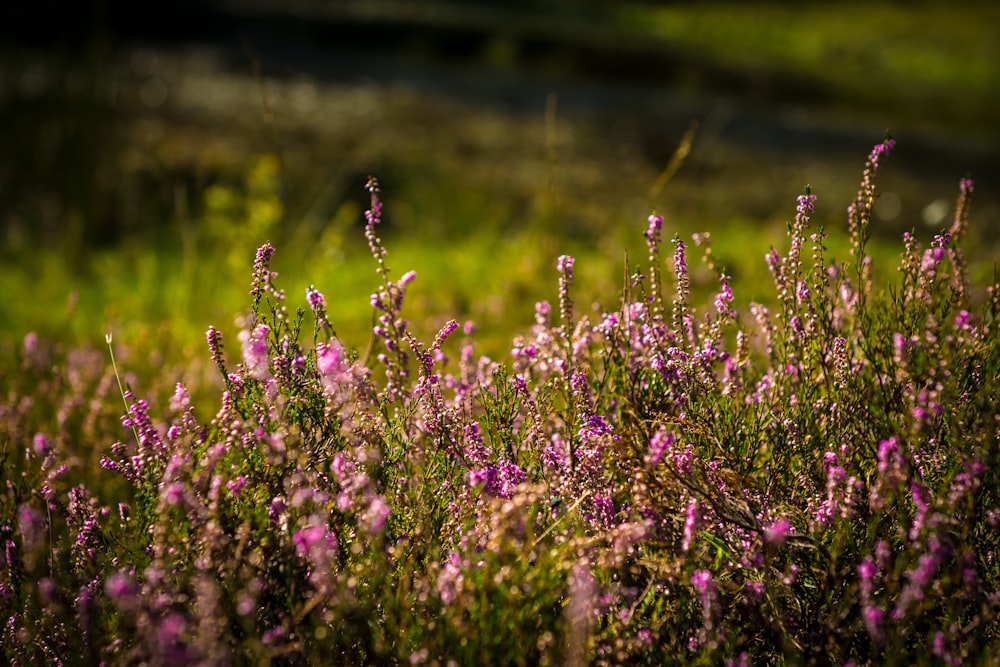 closeup photo of purple flowers