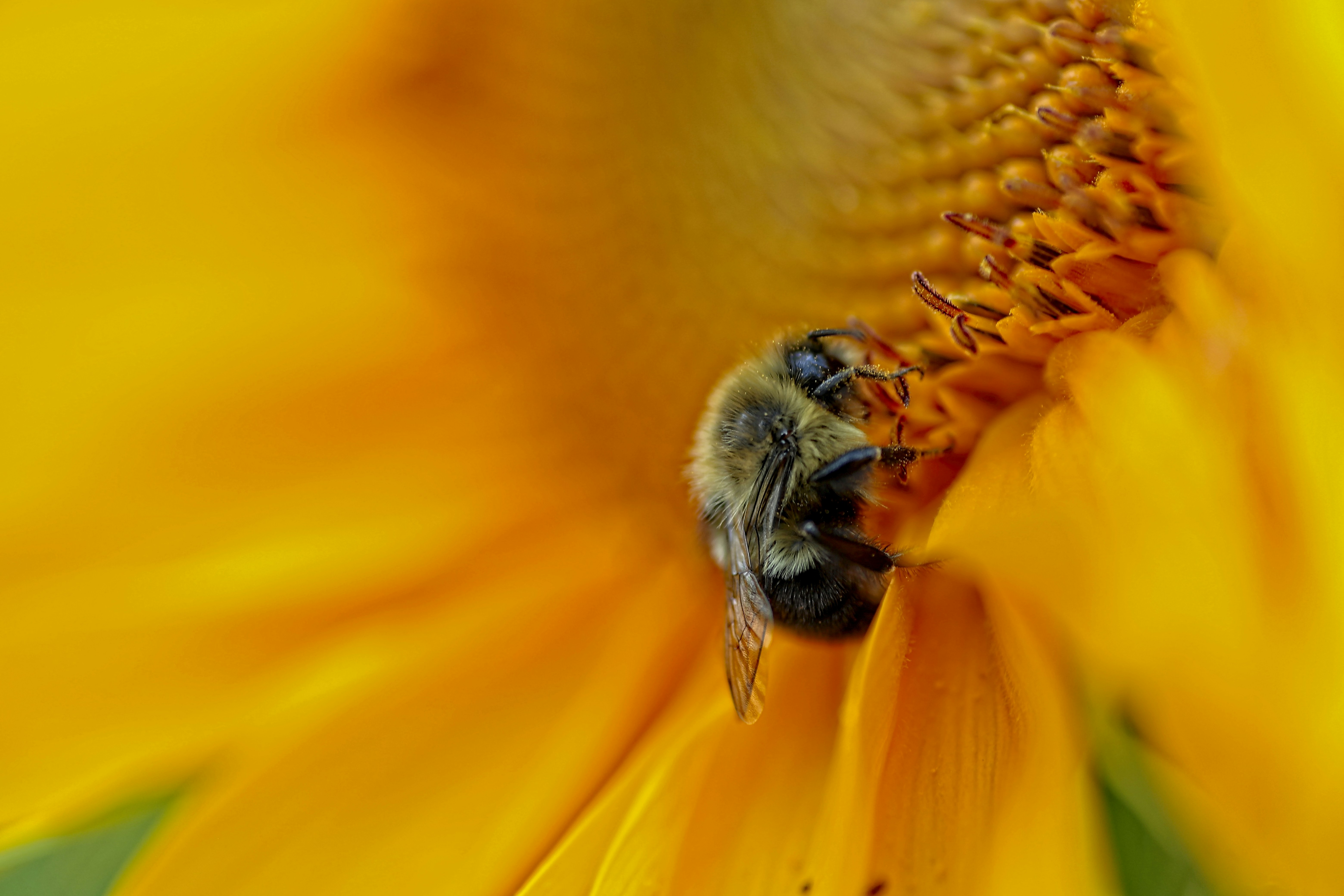 close-up photography of wasp on sunflower