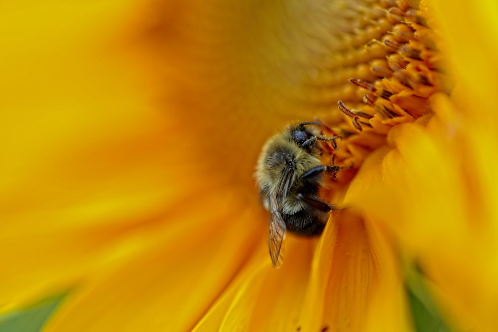 close-up photography of wasp on sunflower