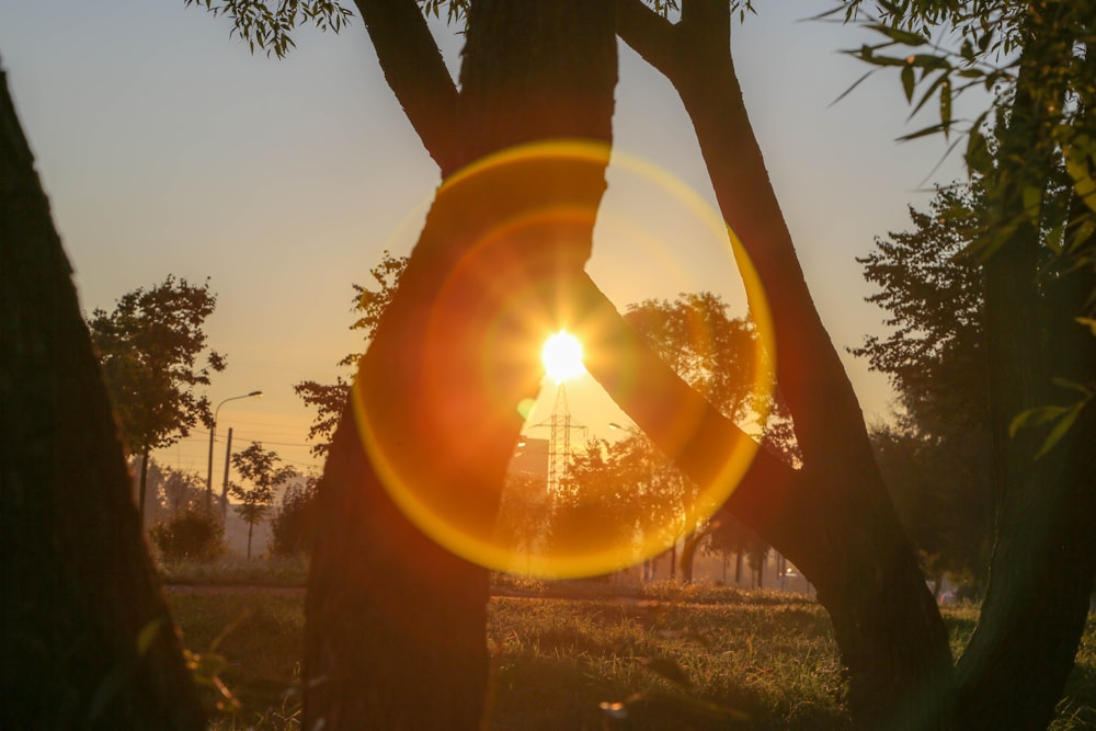 sunset and trees