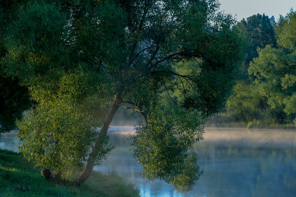 green trees besides river photo