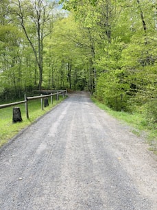 road surrounded by trees