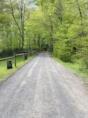 road surrounded by trees