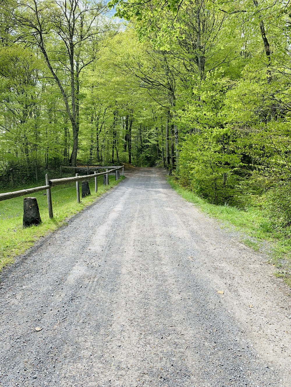 road surrounded by trees