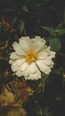 A close-up of a blooming flower in natural sunlight.