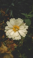 Close-up of a colorful flower blooming in natural sunlight.