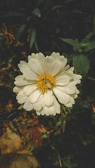 A close-up of a blooming flower in natural light.