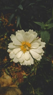 A close-up of a vibrant flower blooming in a natural setting.