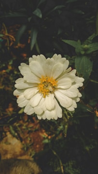 A close-up of a blooming flower in natural light.