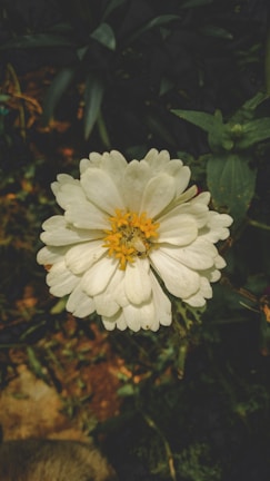 A close-up of a blooming flower in natural sunlight.