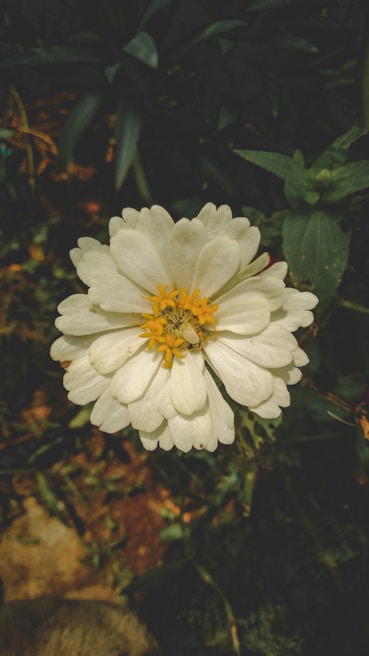 A close-up of a vibrant flower blooming in a natural setting.