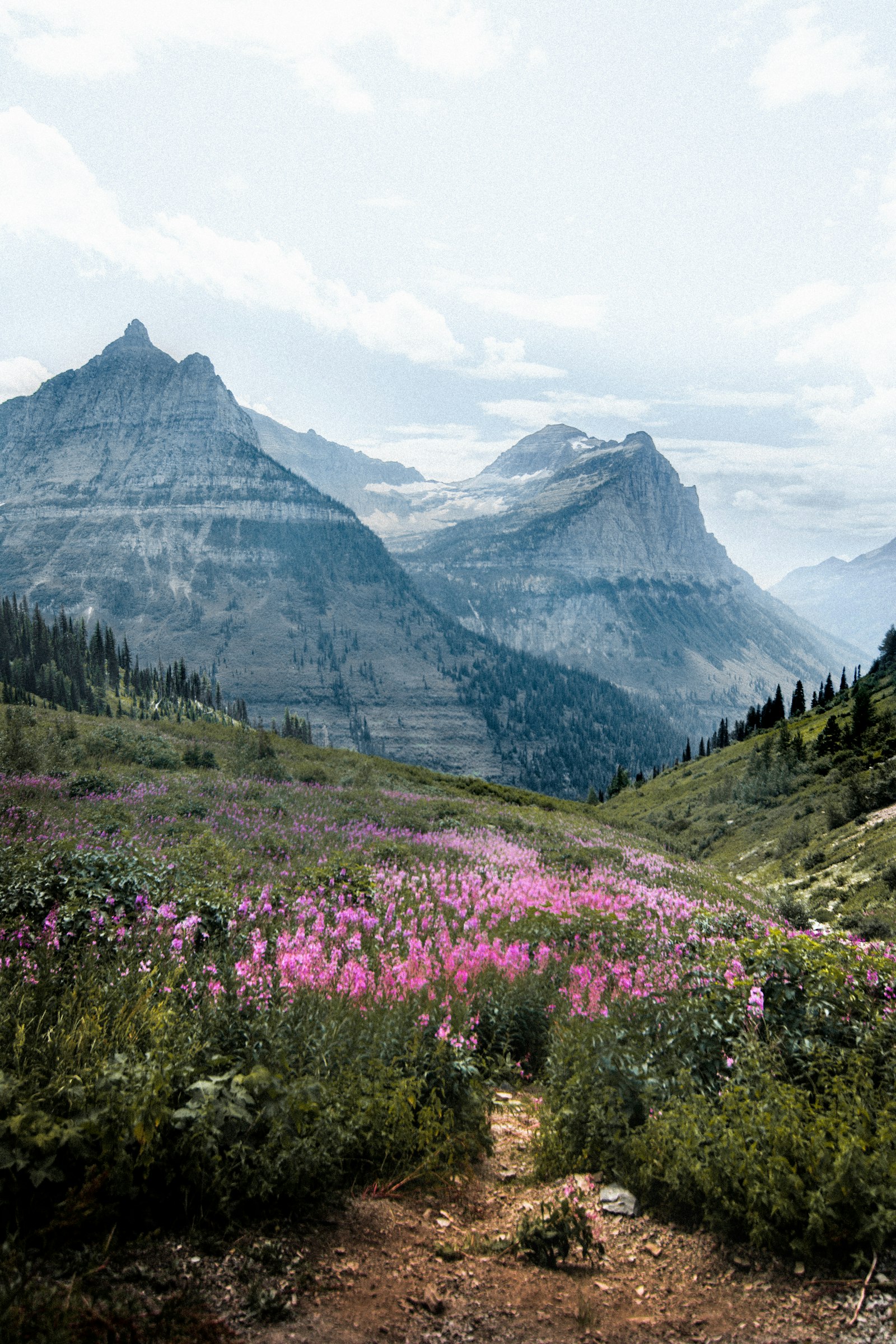 A meadow of pink fireweed on a green slope with layered grey peaks rising into haze behind