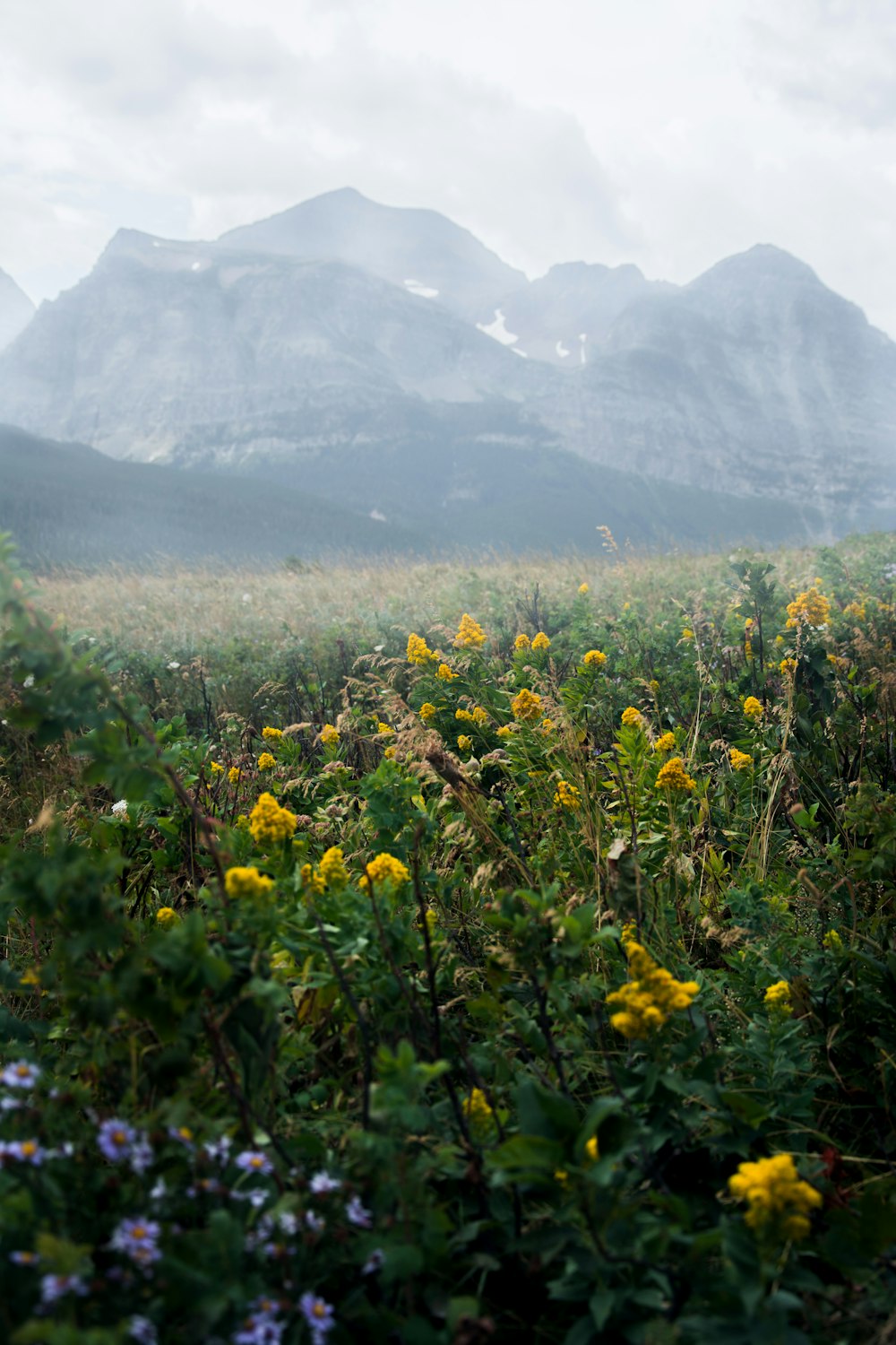 yellow and pink petaled flowers