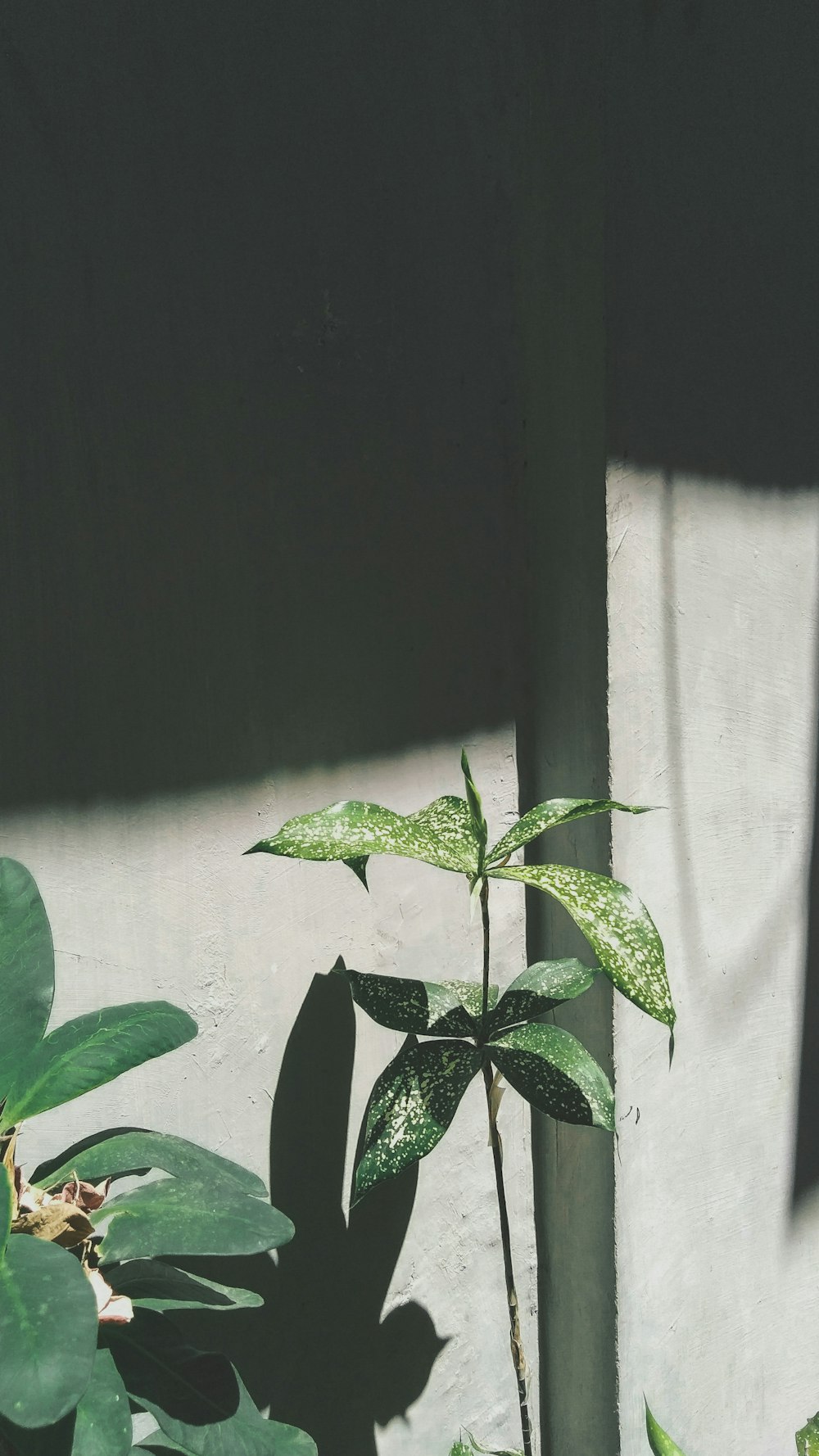 green-leafed plant