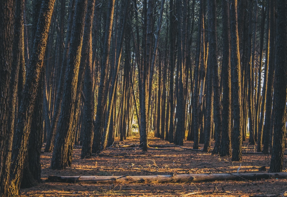 Alberi marroni