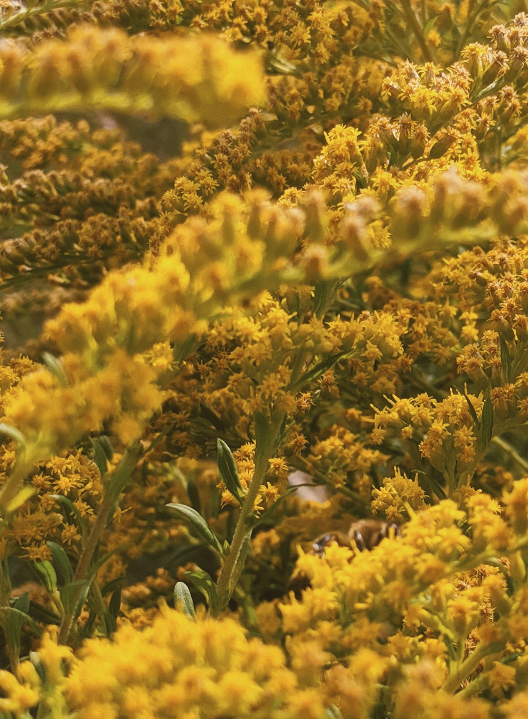 yellow petaled flowers