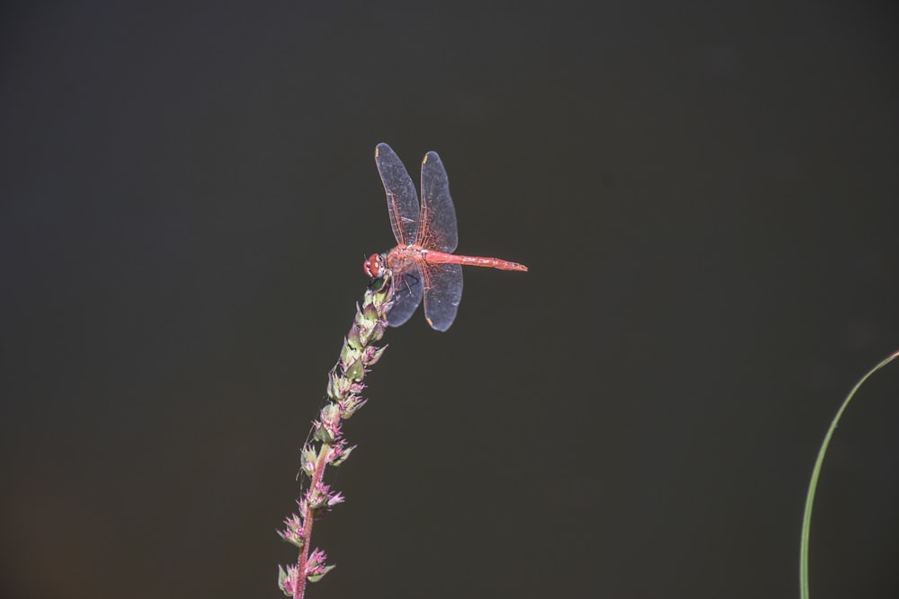 red dragon fly