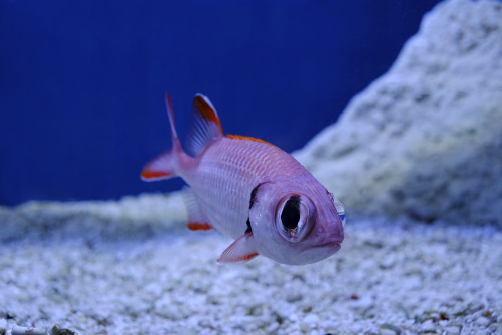 pink and gray fish