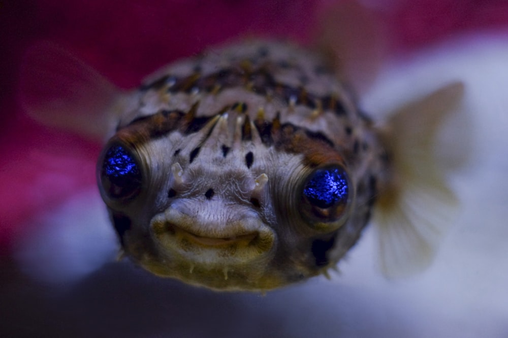 black an white lion fish macro photography