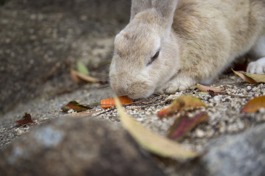 brown rabbit,