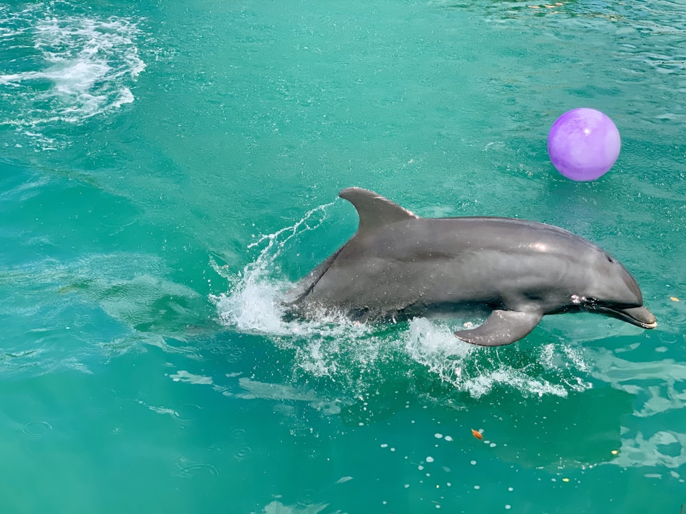 close-up of gray dolphin