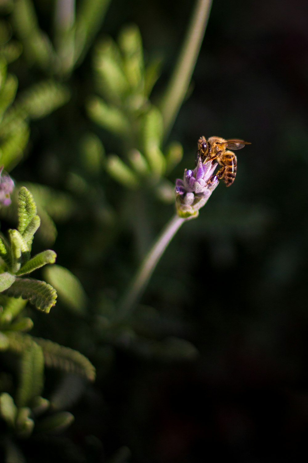 selective focus photography of green-leafed plant