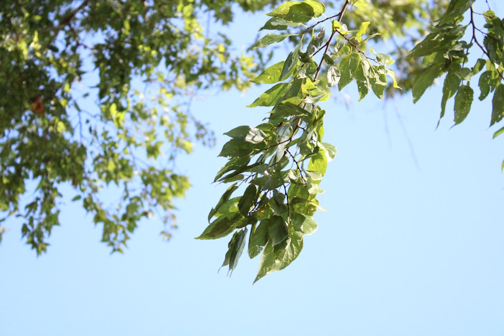 green leaves