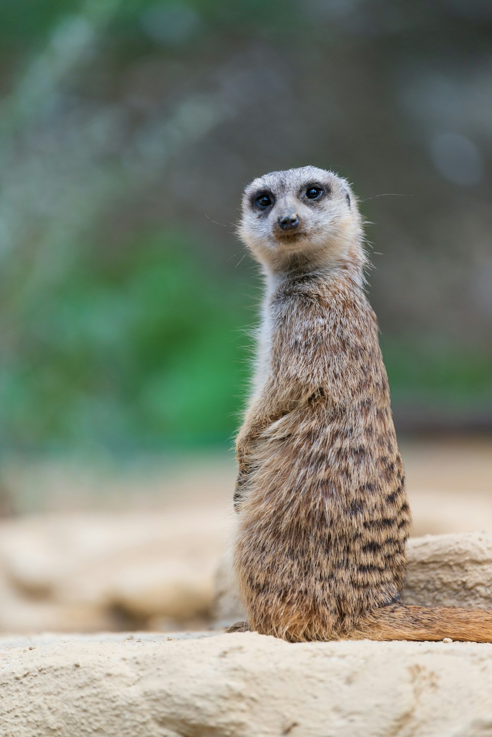 selective focus photography of gray animal